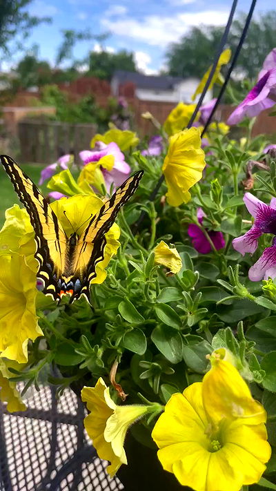 _animechika_ _animechika_ archive video