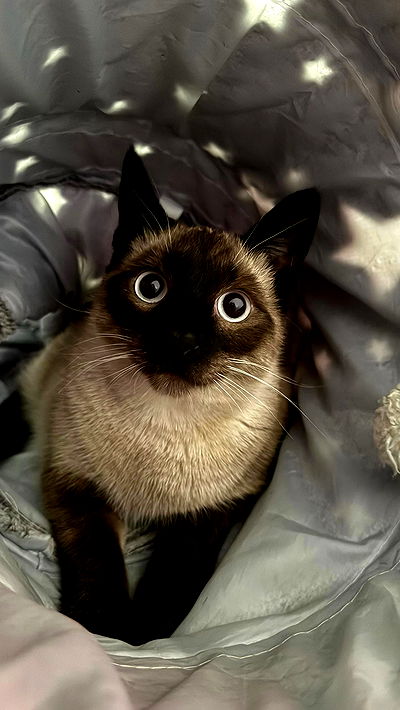 sweetmuffinnss sweetmuffinnss archive video