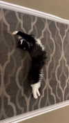 sydney_melman Altpins Profile Picture