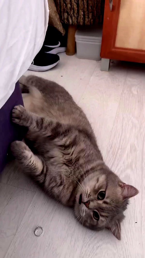 natahalieeee archive video preview