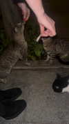 miss_baby007 Altpins Profile Picture