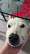 galibilaus Altpins Profile Picture