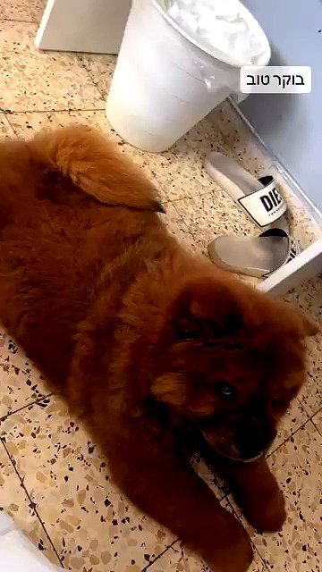 adel__s_ archive video preview