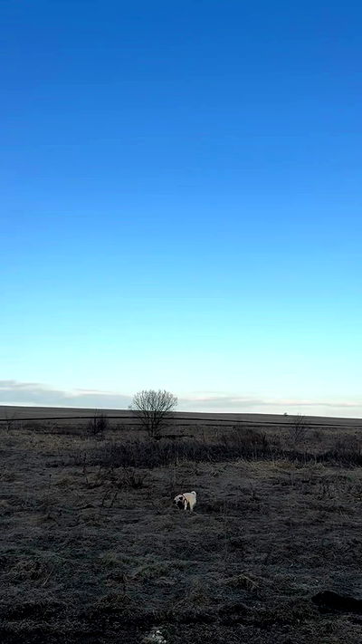 nyityam nyityam archive video