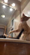 littlemiauwu Altpins Profile Picture