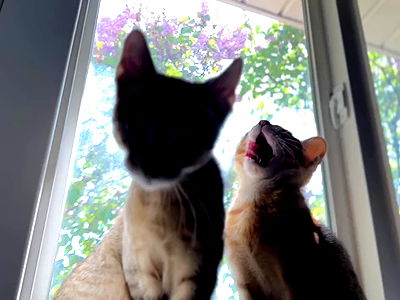 _animechika_ _animechika_ archive video