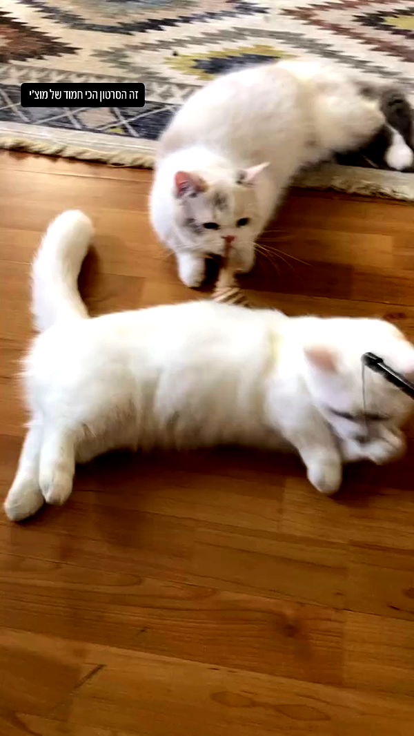 shanikaneko archive video preview