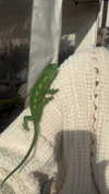 jesskq_ Altpins Profile Picture