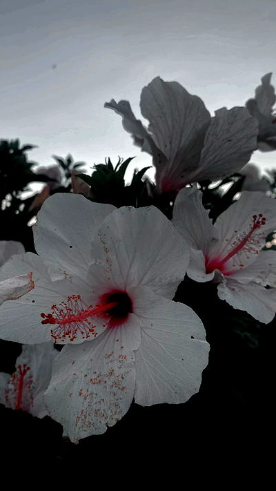 dustheadd dustheadd archive video