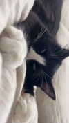 sydney_melman Altpins Profile Picture