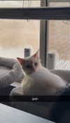 iwong.04 Altpins Profile Picture