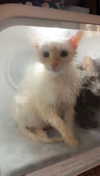 iwong.04 Altpins Profile Picture