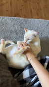 iwong.04 Altpins Profile Picture