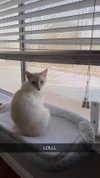 iwong.04 Altpins Profile Picture