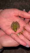joell_perry Altpins Profile Picture