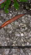 joell_perry Altpins Profile Picture