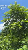lew12001 Altpins Profile Picture