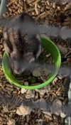 lew12001 Altpins Profile Picture