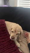 lew12001 Altpins Profile Picture