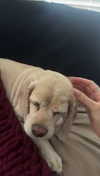 lew12001 Altpins Profile Picture