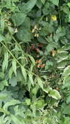 lew12001 Altpins Profile Picture