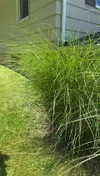lew12001 Altpins Profile Picture