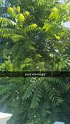 lew12001 Altpins Profile Picture