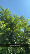lew12001 Altpins Profile Picture