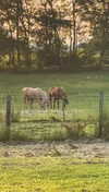 lew12001 Altpins Profile Picture