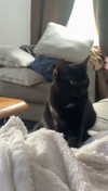 lew12001 Altpins Profile Picture