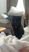 lew12001 Altpins Profile Picture