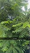 lew12001 Altpins Profile Picture