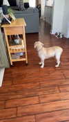 lew12001 Altpins Profile Picture