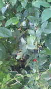 lew12001 Altpins Profile Picture