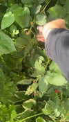 lew12001 Altpins Profile Picture
