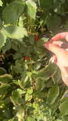 lew12001 Altpins Profile Picture