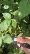 lew12001 Altpins Profile Picture