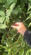 lew12001 Altpins Profile Picture