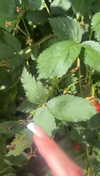 lew12001 Altpins Profile Picture