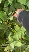 lew12001 Altpins Profile Picture