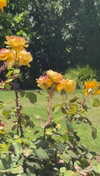 lew12001 Altpins Profile Picture
