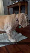 lew12001 Altpins Profile Picture
