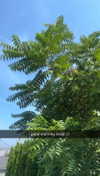 lew12001 Altpins Profile Picture