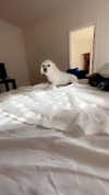 livvy_gymnast Altpins Profile Picture