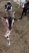 maddybelletv Altpins Profile Picture