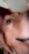 maddybelletv Altpins Profile Picture