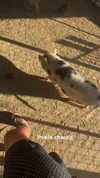maddyy_dodd Altpins Profile Picture