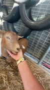 maddyy_dodd Altpins Profile Picture