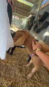 maddyy_dodd Altpins Profile Picture