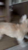 mia_sweitz Altpins Profile Picture